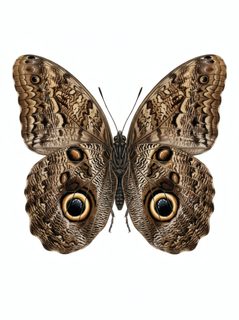 owl-butterfly-illustration