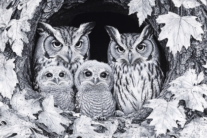 Owl Family Portrait