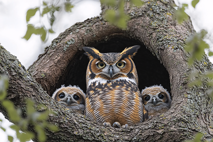 Owl Family Portrait