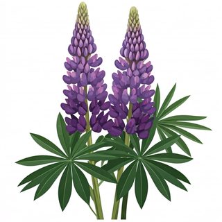 purple lupine flowers