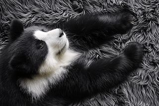 Panda Cub Resting on Fur