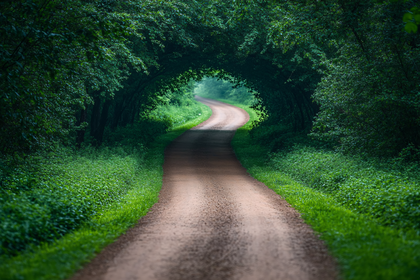 Path Through Green Forest Canopy