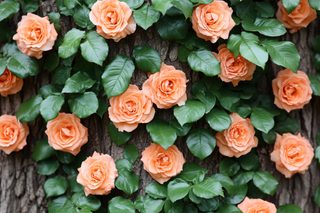 Peach Roses Blooming on Tree Bark
