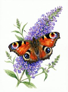 butterfly on flowers