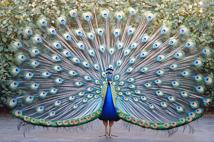Peacock Displaying Feathers