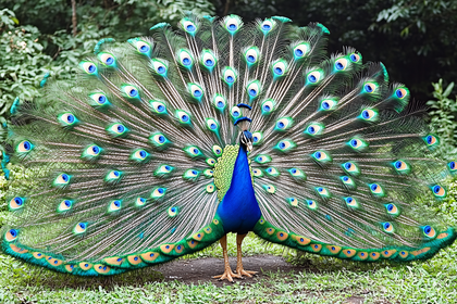 Peacock Displaying its Feathers