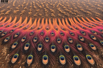 Peacock Feathers In Field