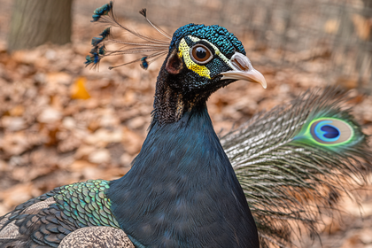 Peacock Head Close-Up