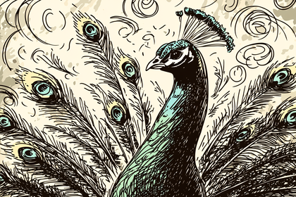 Peacock Illustration