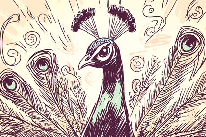 Peacock Illustration