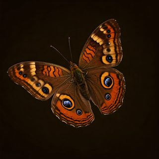 Peacock Pansy Butterfly