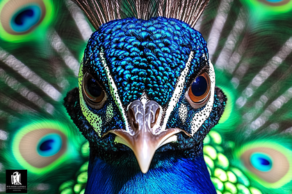 Peacock Portrait