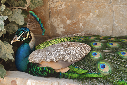 Peacock Portrait
