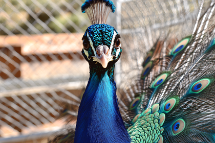 Peacock Portrait Close-Up