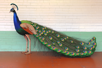 Peacock with Elaborate Tail