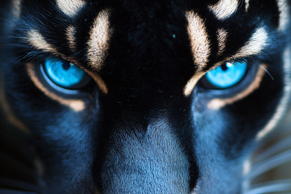 Piercing Blue Eyes of a Feline