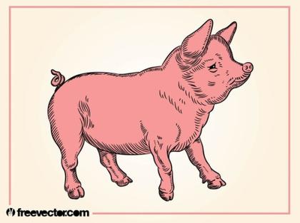 Pig Free Vector