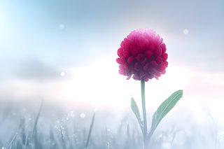 Pink Pompon Dahlia Flower