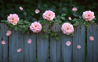 roses on fence
