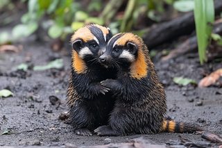 Playful Badgers Embrace