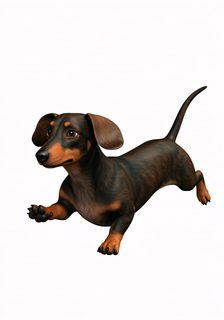 running dachshund