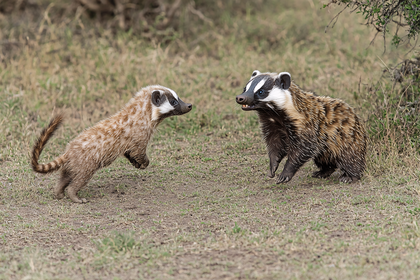 Playful Honey Badgers in Open Field