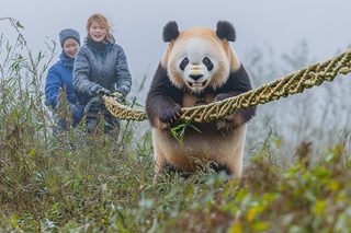 Playful Panda with Bamboo Rope