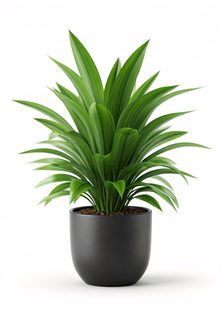potted green plant