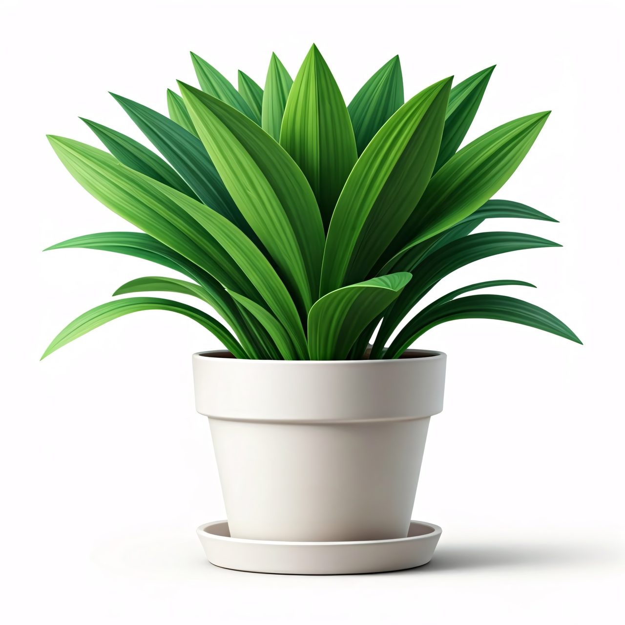 potted green plant