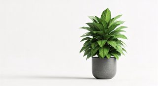 potted green plant