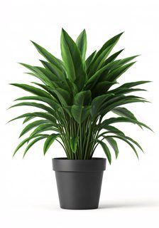 potted lush plant