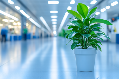 Potted Plant In Bright Hallway