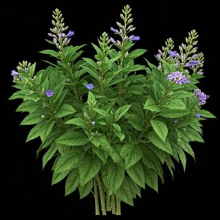 purple phlox plant