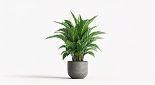 potted tropical plant