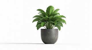 potted-tropical-plant