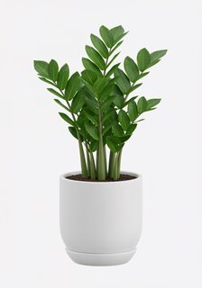 potted zamioculcas plant