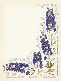 pressed blue delphiniums