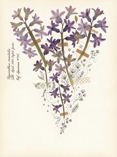 pressed hyacinth specimen
