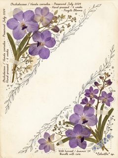 pressed orchid frame