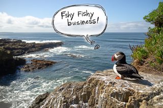 Puffin Bird on Coastal Cliff