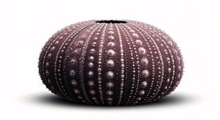 purple sea urchin shell