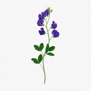 purple sweet pea