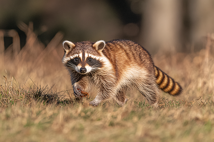 Raccoon Walking In Grassy Field