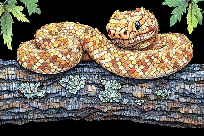 Rattlesnake Coiled On Branch Illustration