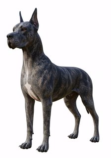 brindle-great-dane