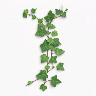 climbing-ivy-vine