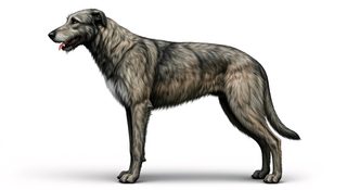 irish-wolfhound-portrait
