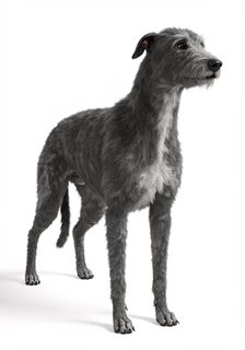 grey-irish-wolfhound
