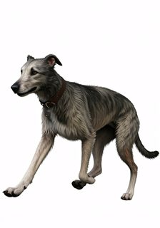 grayhound dog illustration