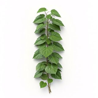 green climbing vine